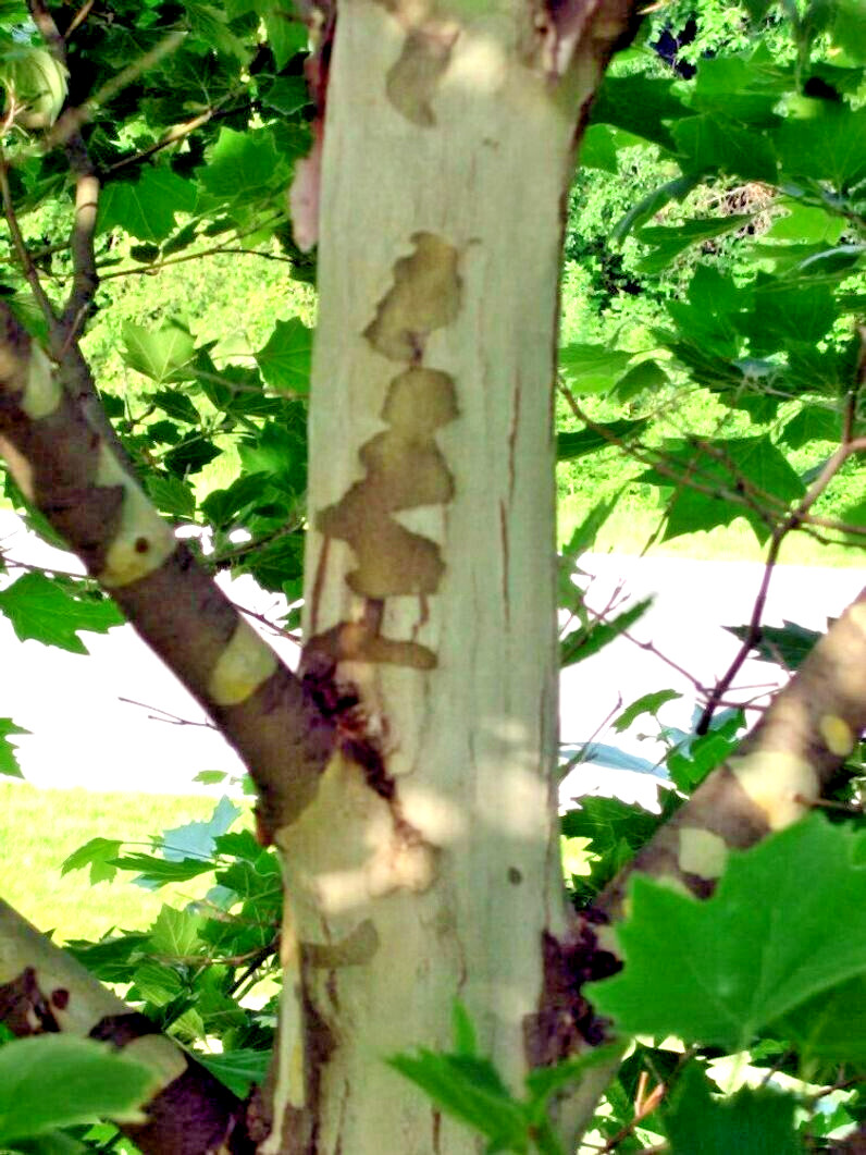 30 MORTON CIRCLE LONDON PLANETREE SEEEDS – Platanus × acerifolia