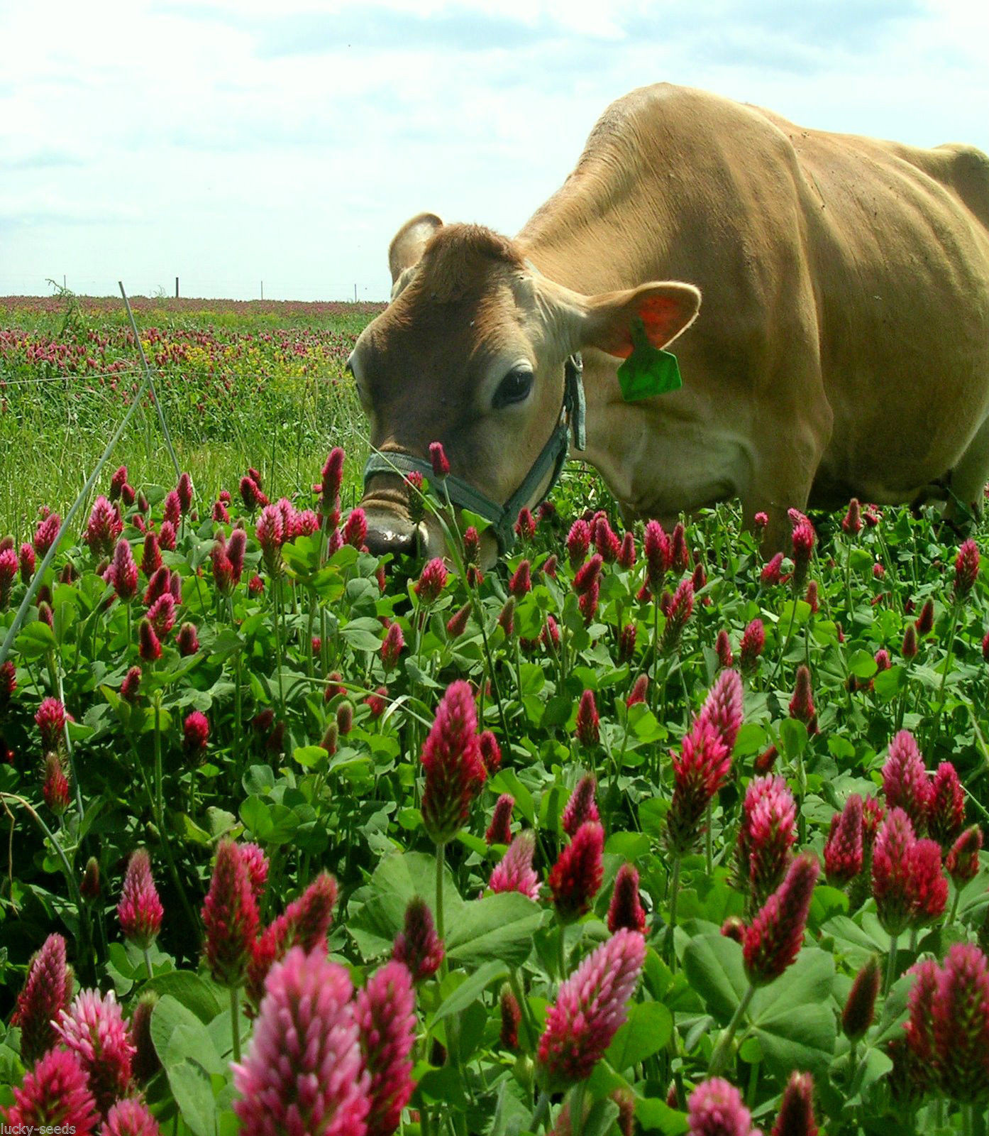 Crimson Clover Seeds Deer ” Excellent Turkey Food Plot ” 1 Lb