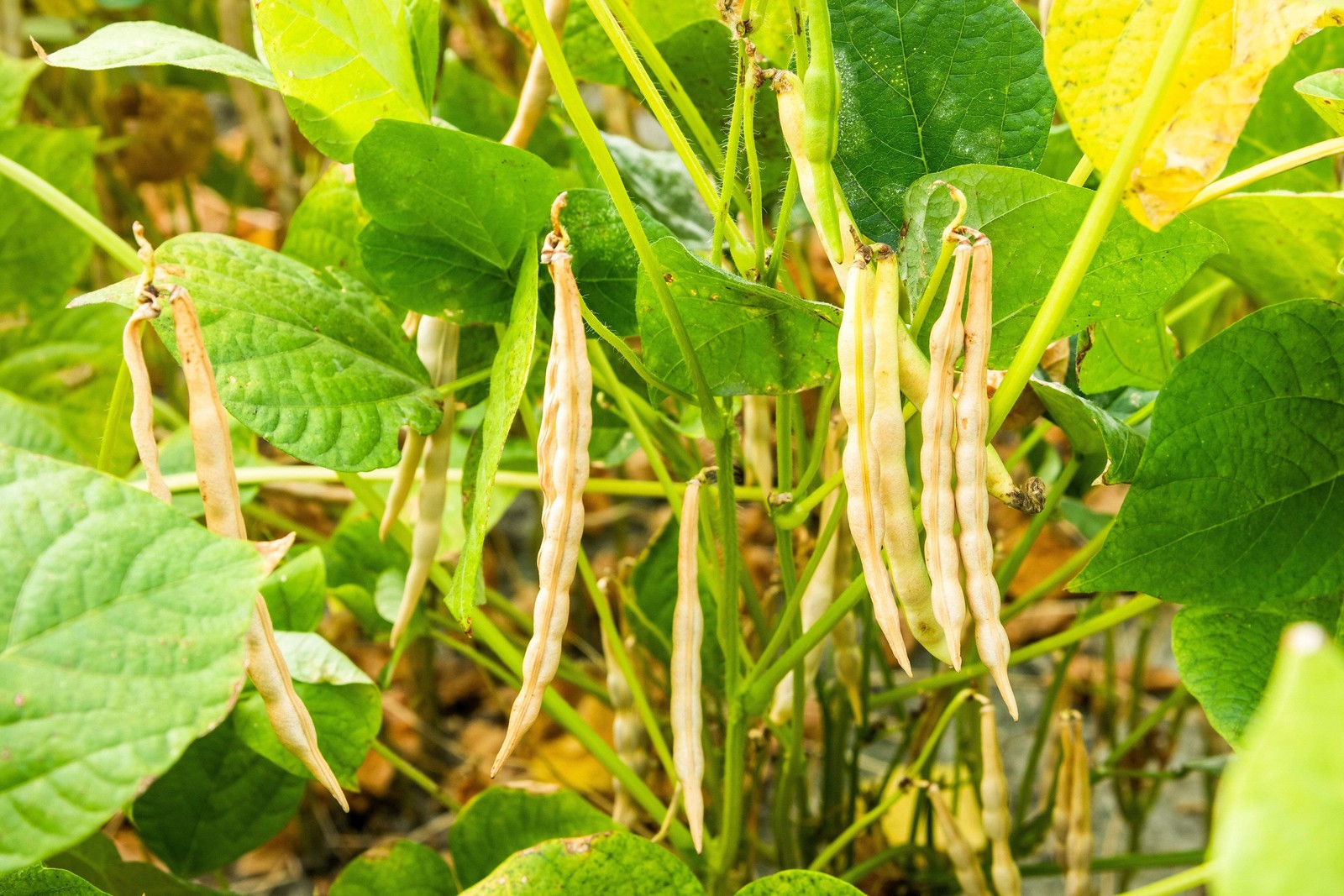 50 ADZUKI BEAN Aduki Red Bean Maroon Phaseolus Angularis Legume Vegetable Seeds