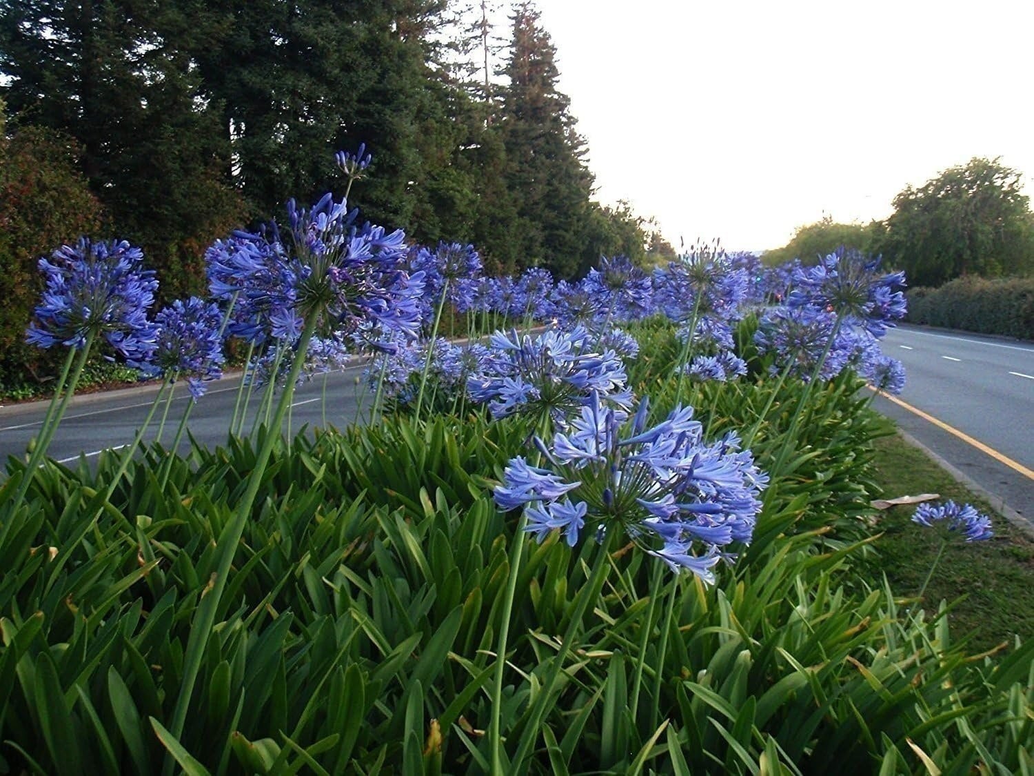 Agapanthus Lily of The Nile – 30 Live Plants – Blooming Ornamental Foliage