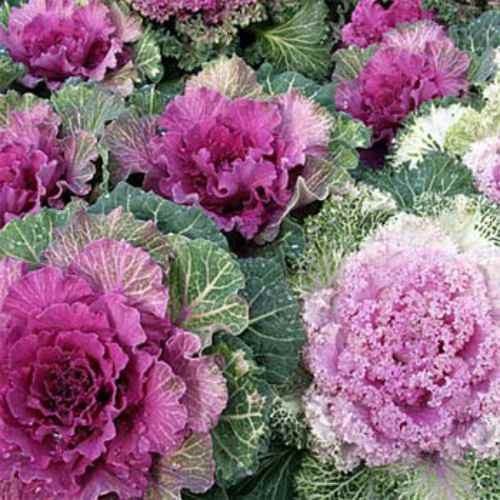2000 Seeds Ornamental Kale Seeds – Brassica Kale Flower Seed