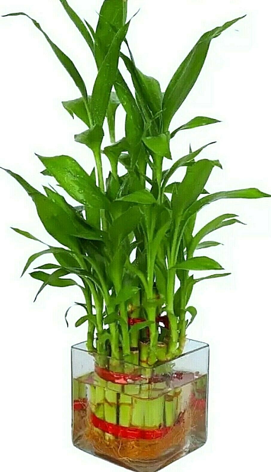 Lucky Bamboo – 10 Stalks, 6″ Long, Easy Care Indoor Water Plant Feng Shui, GIFT