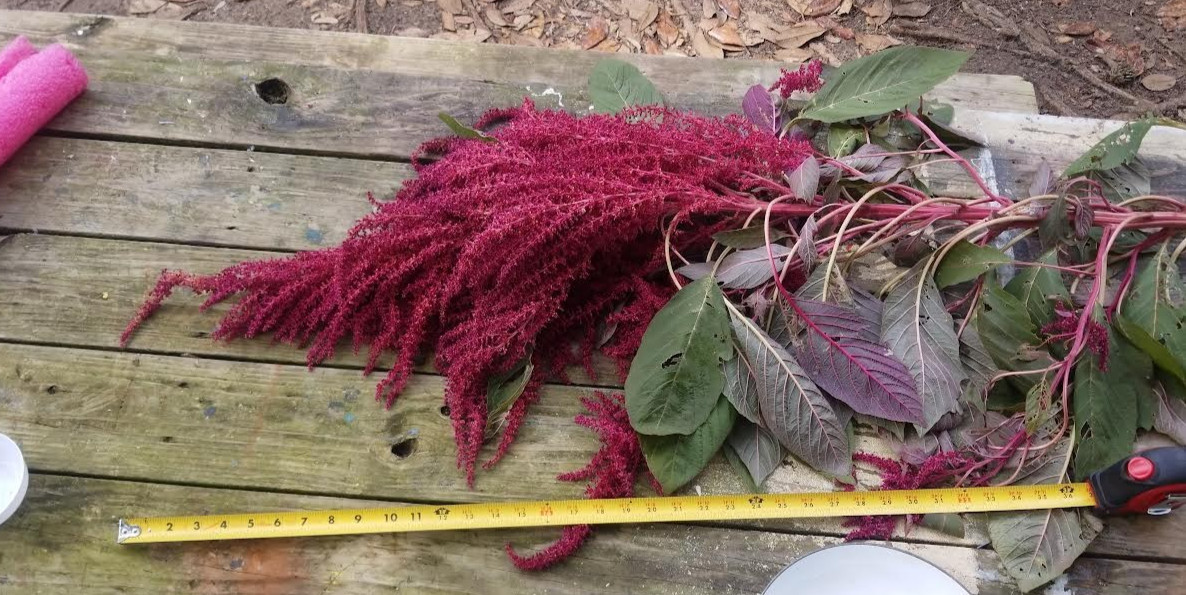 ~150 Amaranth “red garnet” seeds. Hardy GF grain from 10-foot-tall plant.