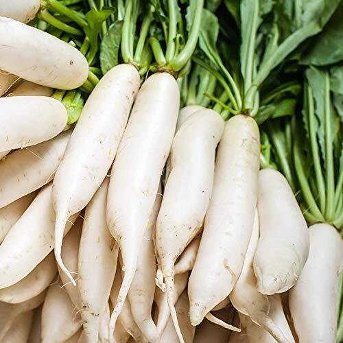 100+ Radish Seeds for Planting | Non-GMO White Icicle Radish Seeds