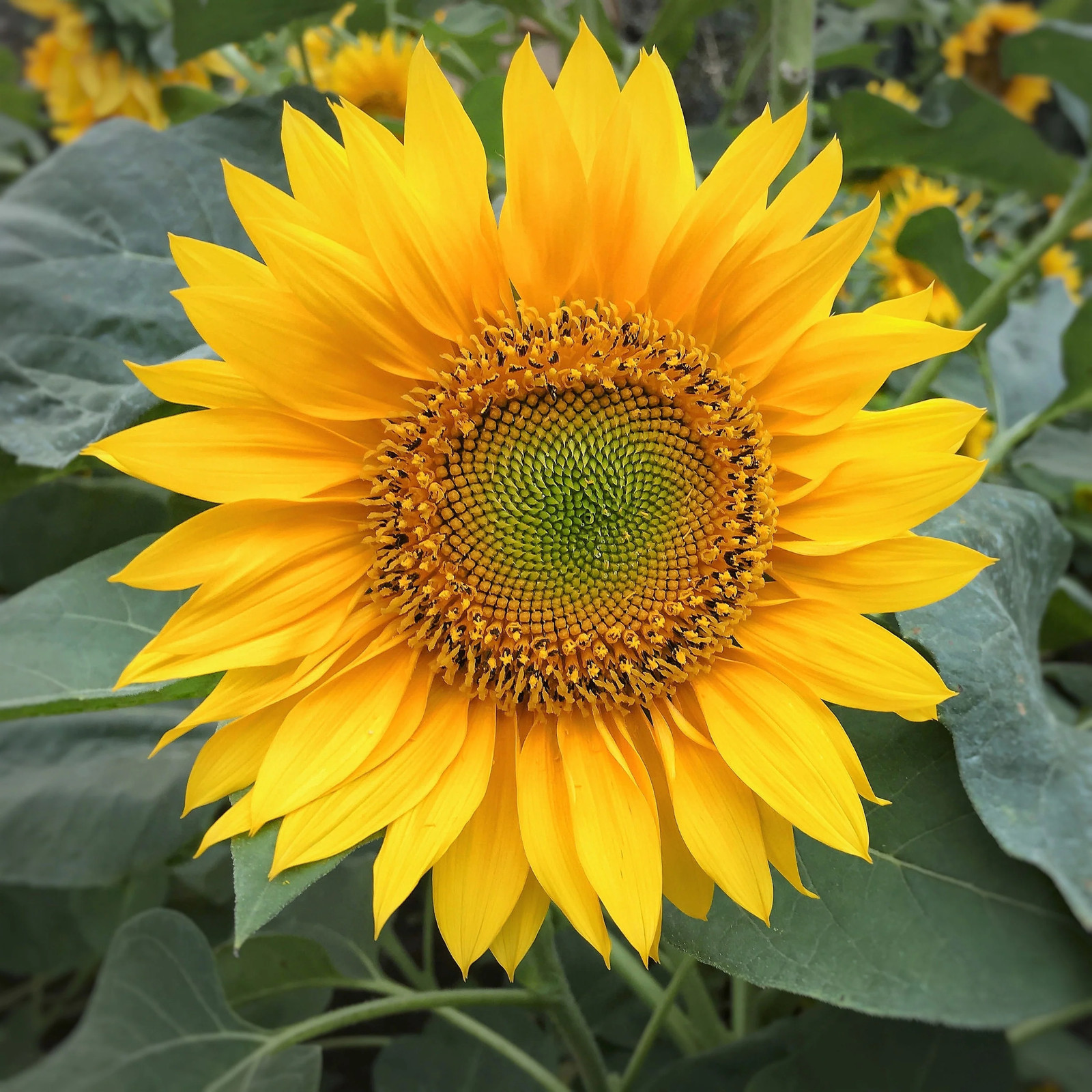 100 PEREDOVIK SUNFLOWER Helianthus Annuus Black Oilseed Yellow Flower Seeds