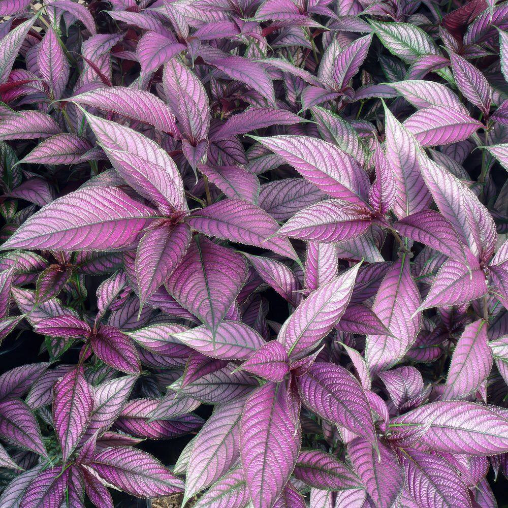 4 In. Persian Shield Purple Bloom Strobilanthes Plant (16-Pack)