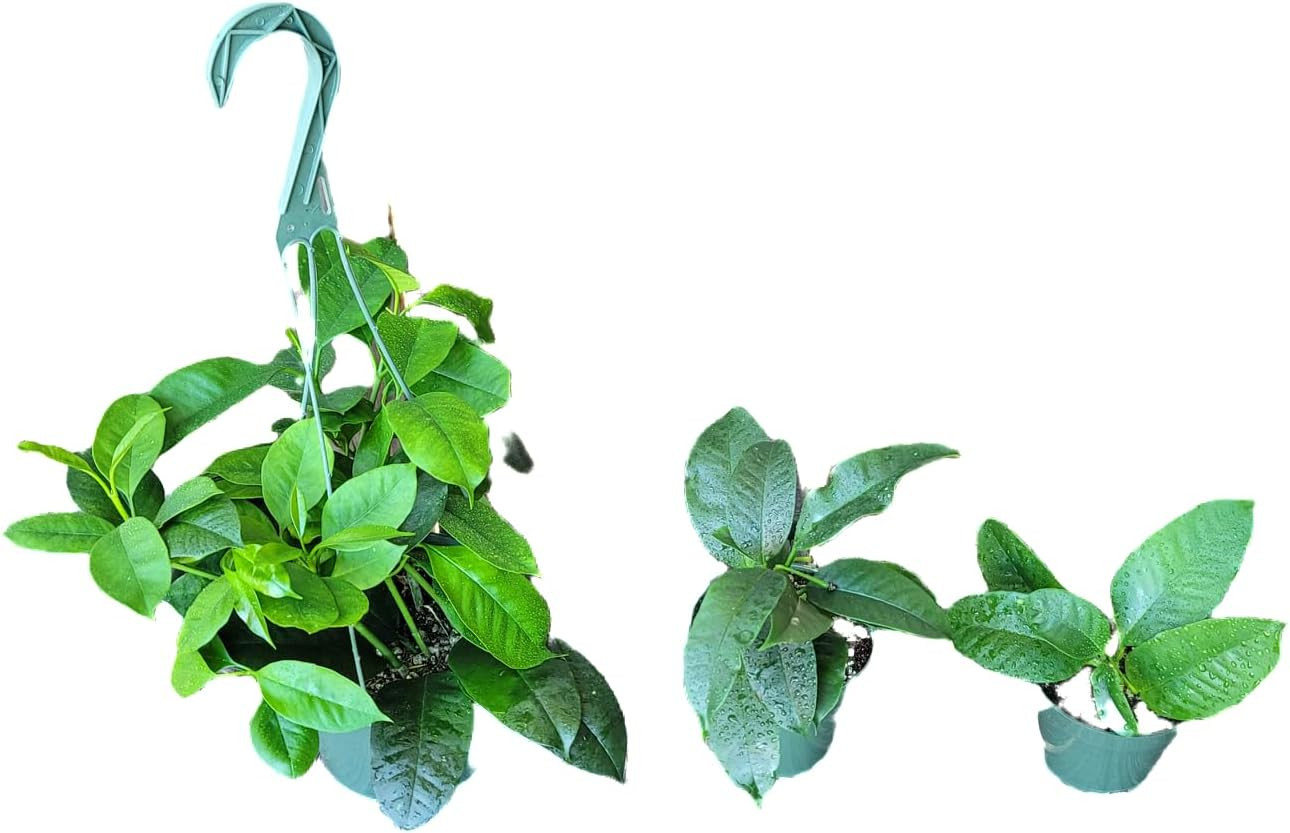 Hoya Shooting Star – Hoya Multiflora – Hoya Plants Live Houseplants – Stunning S