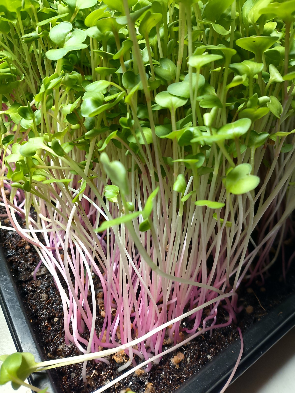 China Rose Radish microgreens seeds (conventional) 10 lbs.