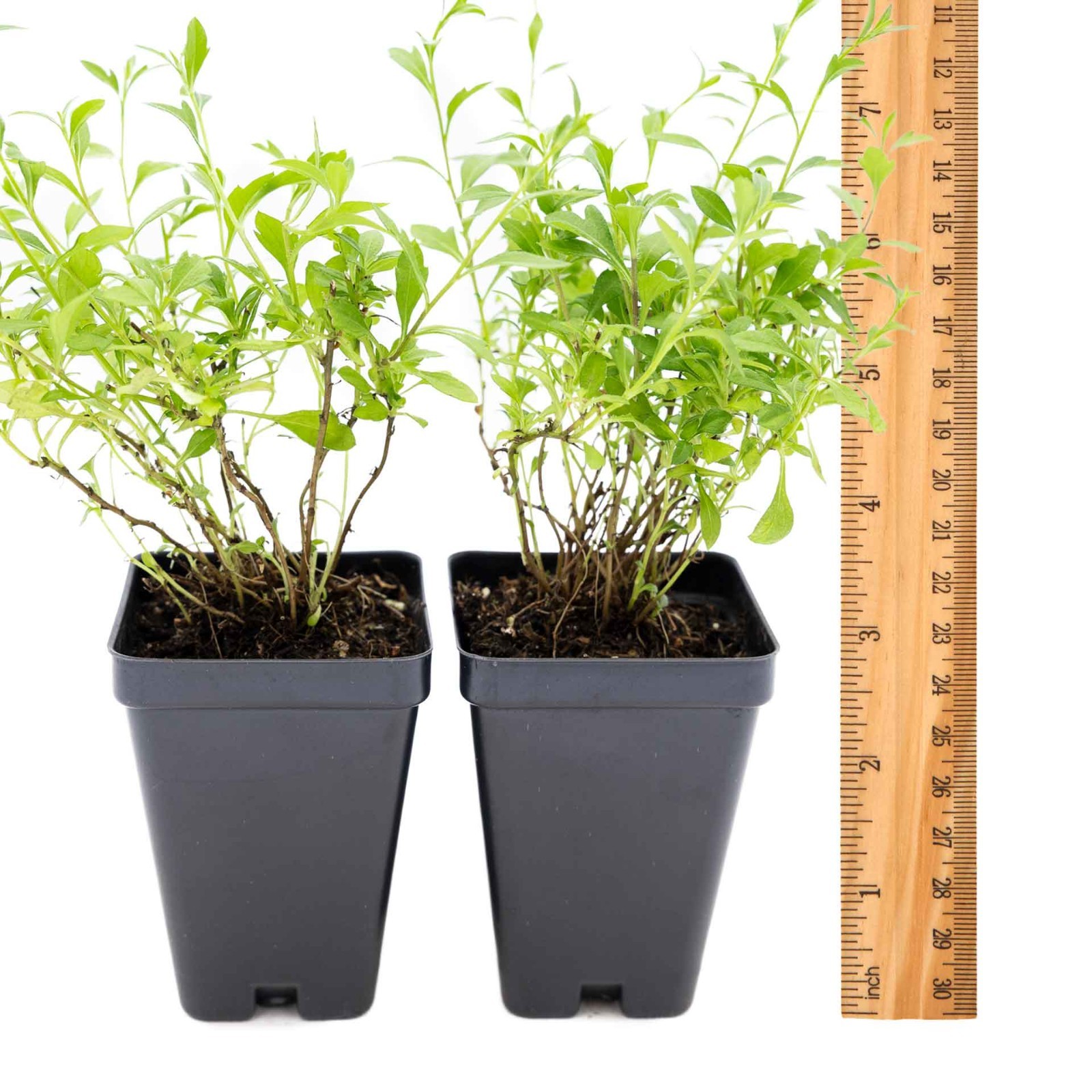 2 Santa Barbara Daisy Plants in 3.5″ Cubes | Flowering Groundcover (Erigeron)