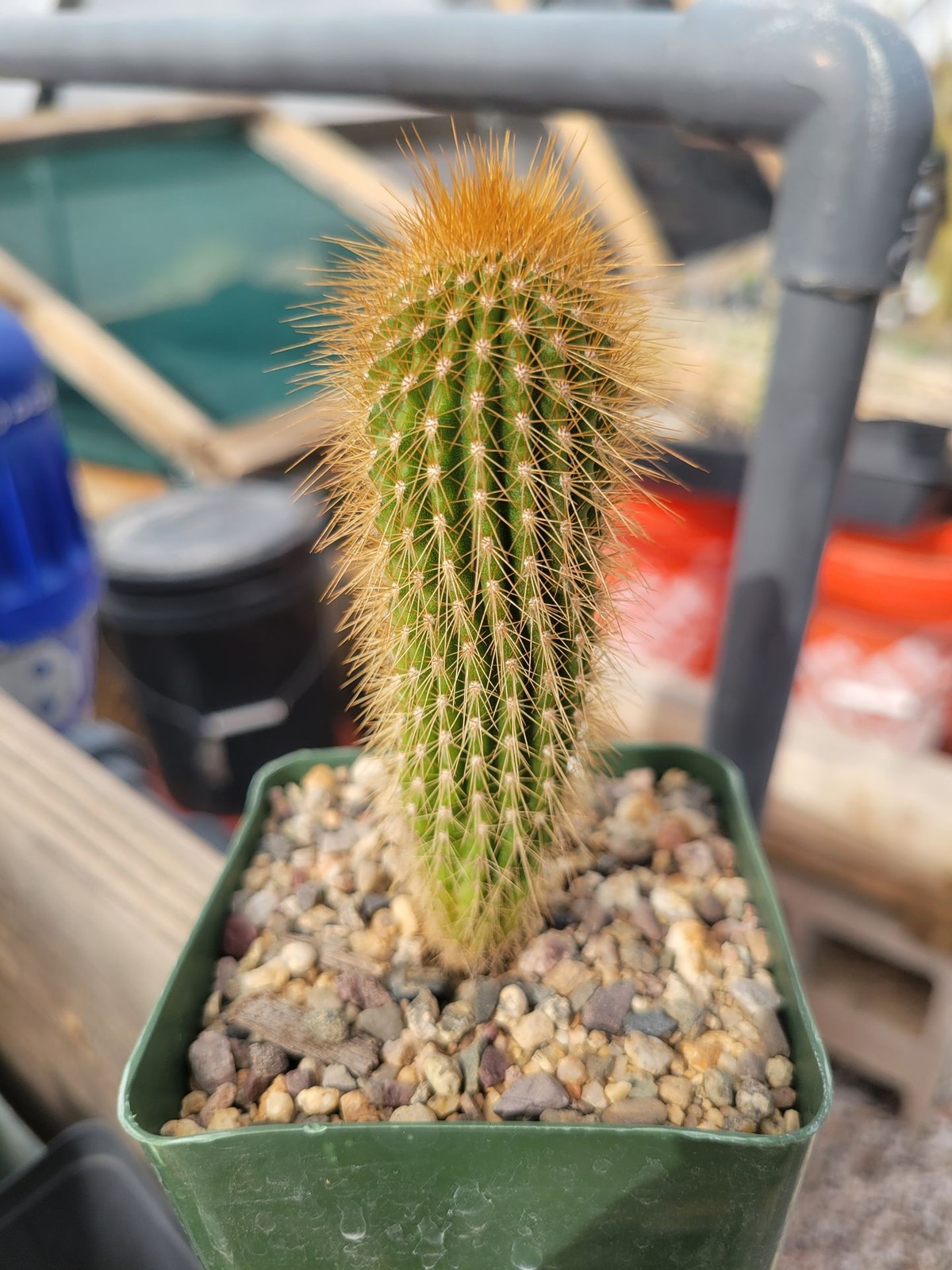 Micranthocereus albicephalus (GO 220) (cactus – succulent – plant)