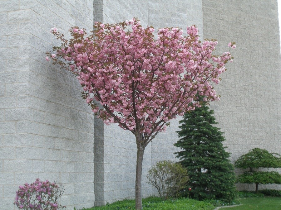 Kwanzan Flowering Cherry 2 trees