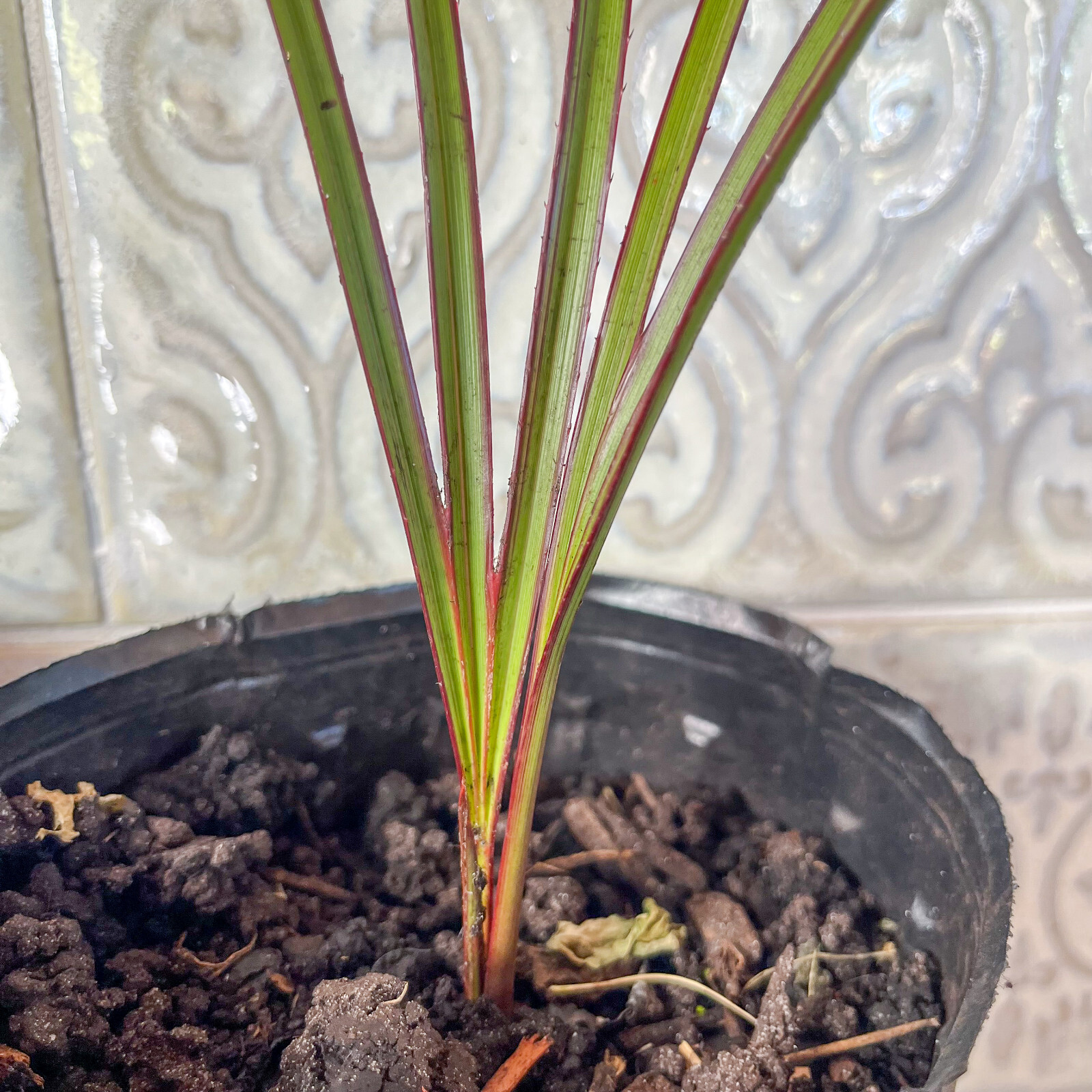 🌴 Latania Palm Seedlings- 6″-10″ Tall – FREE Shipping – Add to your collection!