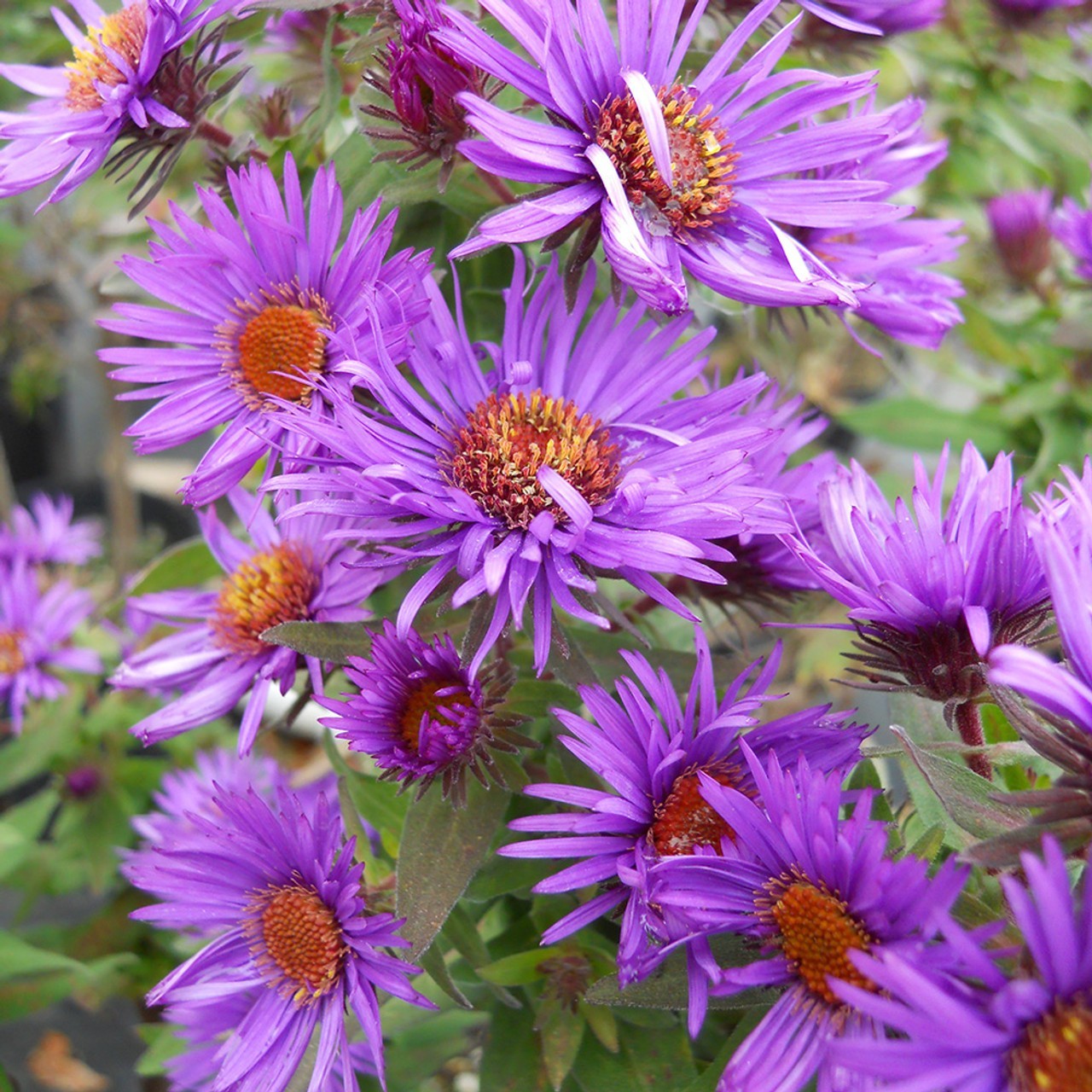 New England Aster- Plug-Grown Seedlings (4-Pack)