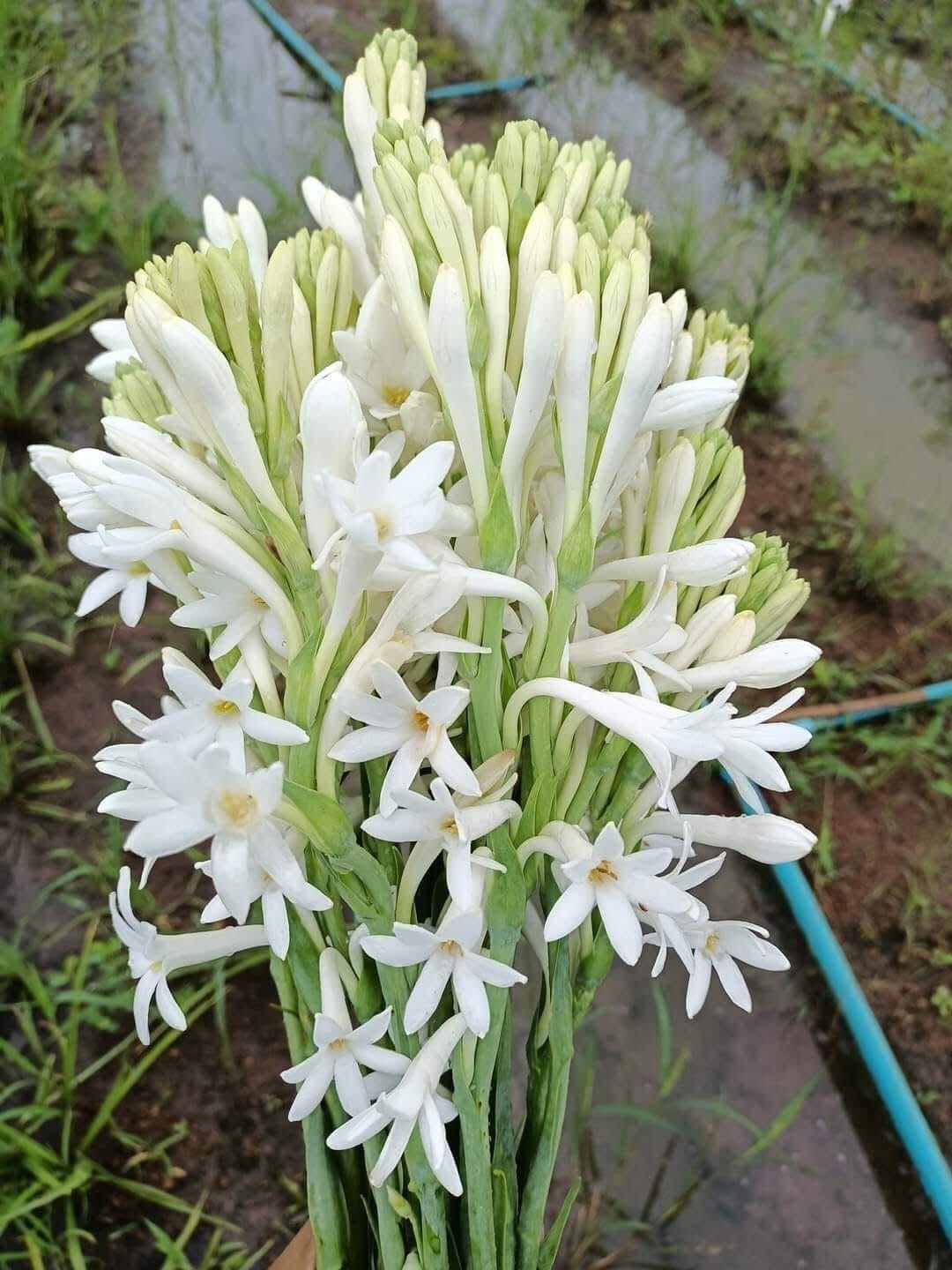 7 Single Mexican Tuberose Polianthes Lily SMALL BULBS~Fragrant~Heat Hardy