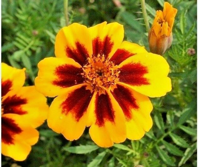 301+Naughty Marietta DWARF FRENCH MARIGOLD Flower Seeds Garden Patio Container