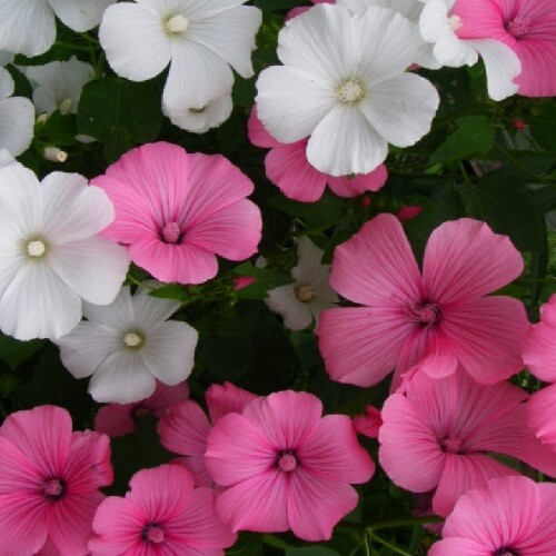 500 Rose Mallow Seeds Malope, Hardy Hibiscus Large Plants, Pink, White Flowers