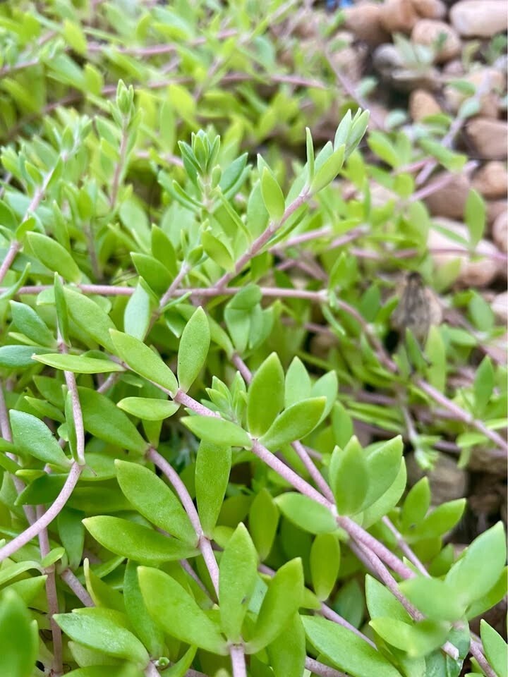 Stringy Stonecrop/Sedum Sarmentosum Small Live Starter Plant