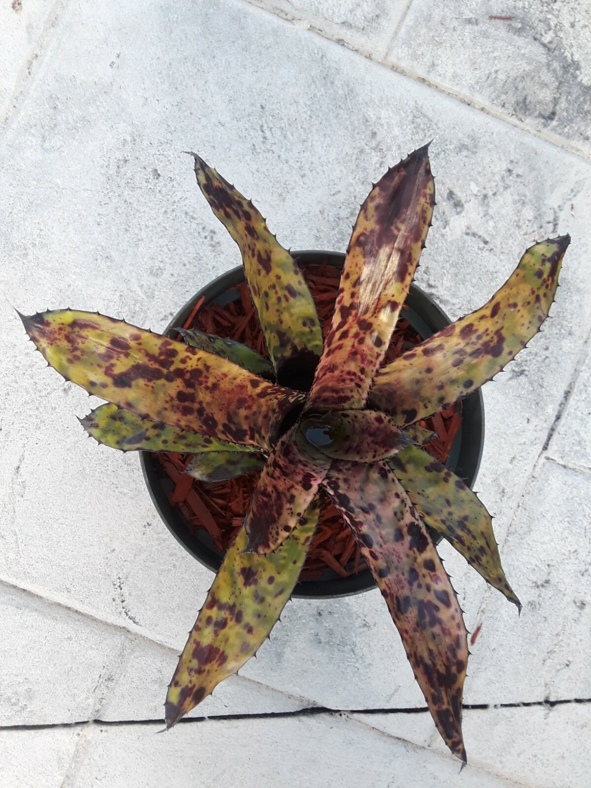 Aechmea ORLANDIANA DARK FORM Bromeliad one tropical plant *MEDIUM*