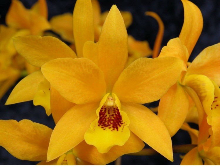 Cattlianthe Gold Digger X C. Pirika Sunset Orange Yellow Orchid Eros Hybrid 6”