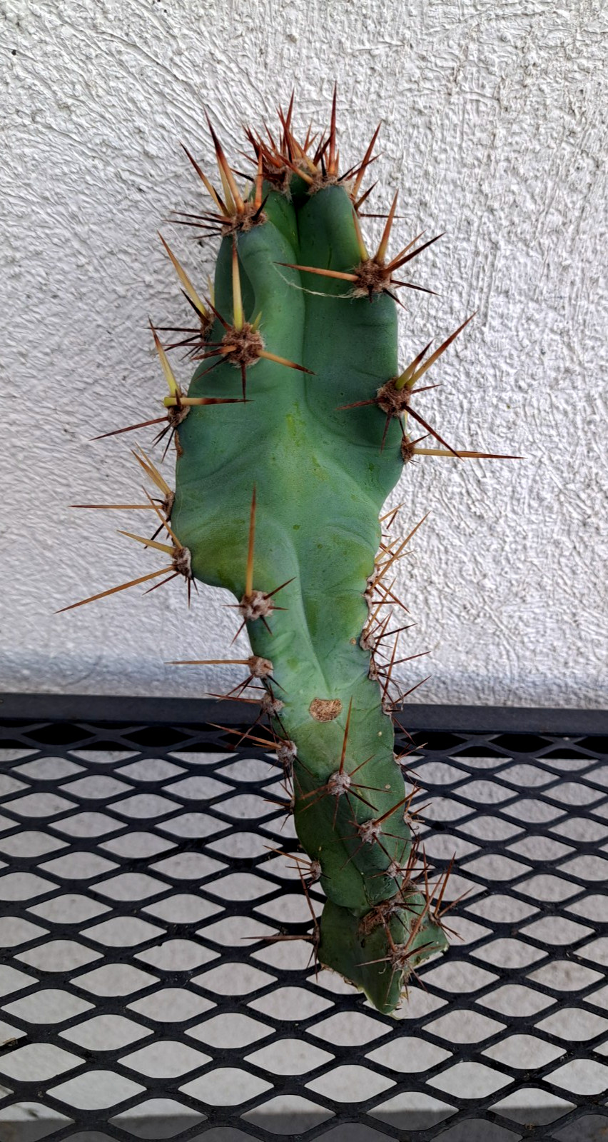 Cereus Braunii Cactus Cutting H7.5 ^726