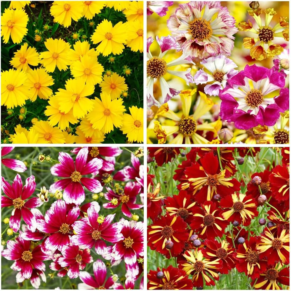 200+Coreopsis Flower Seeds for Planting Outdoor- Perennial Coreopsis Plains Seed