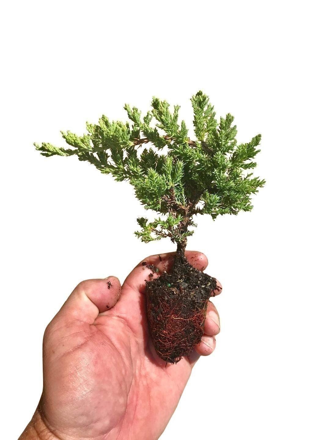 Juniper Procumbens Nana | 2 Inch | Juniperus procumbens | Groundcover Plant