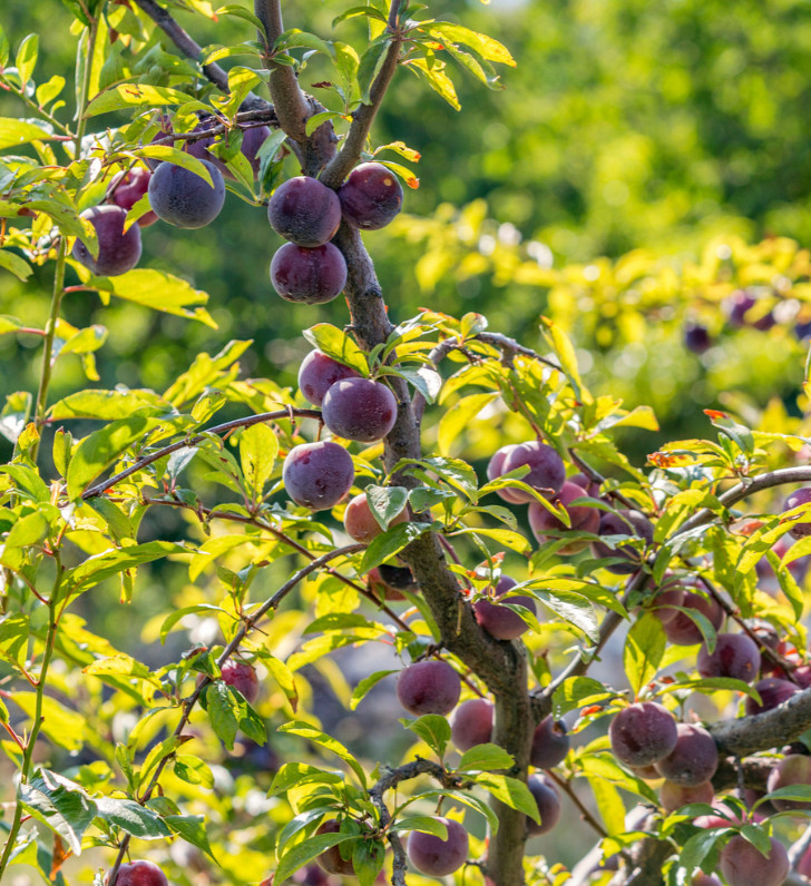 Santa Rosa Plum Tree – 2-3ft – 3Gallon – Prunus salicina – Sweet Juicy Plum Tree