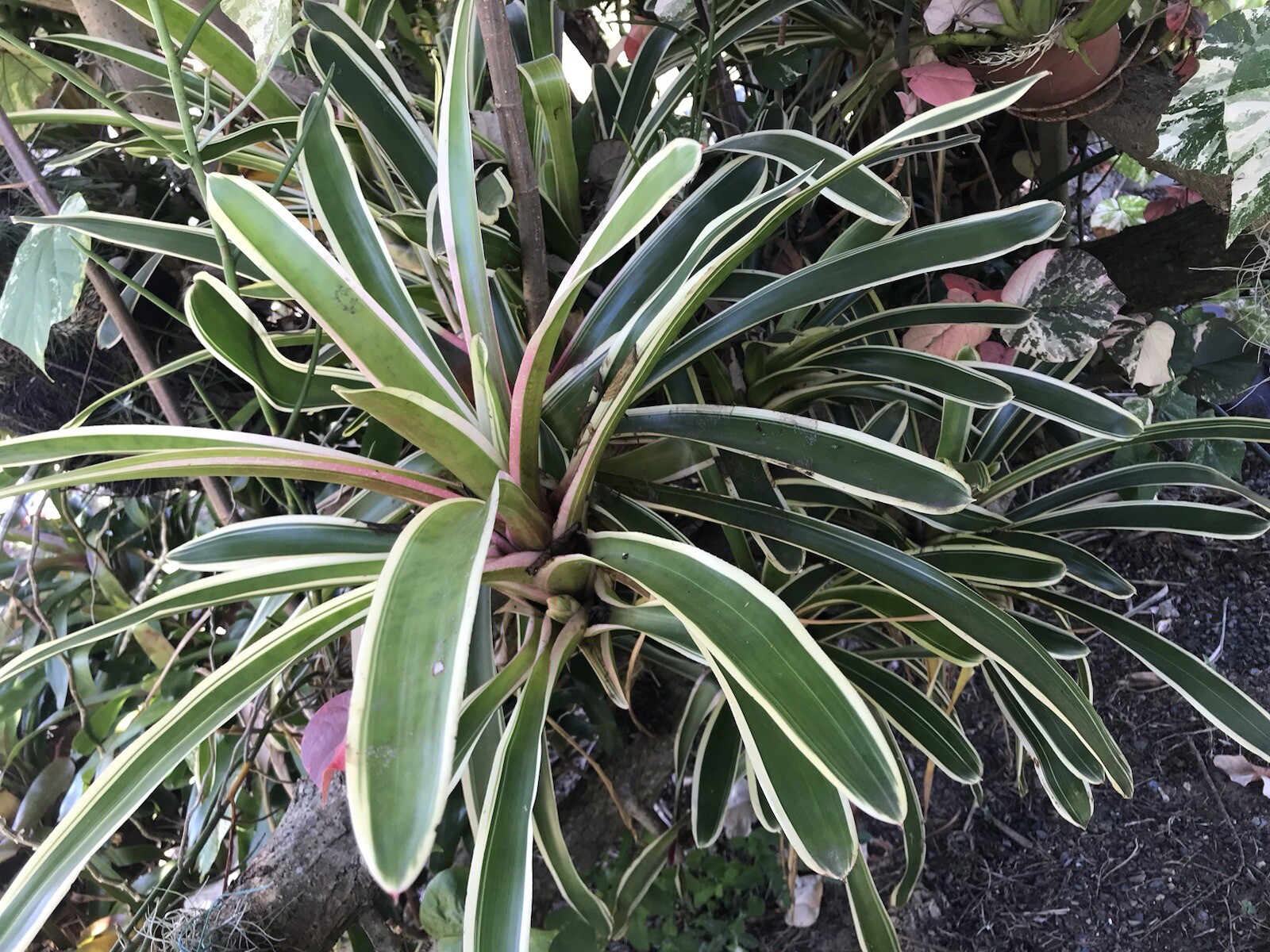 Exotic TROPICAL LANDSCAPE PLANT Pup Bromeliad White Red Green colorful unbranded
