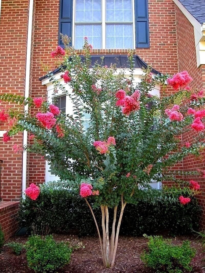 Crape Myrtle Tuscarora Plant | 1 Gallon | Lagerstroemia indica | Summer Blooms