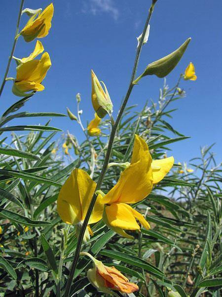 Crotalaria juncea | Sunn Hemp | 10 Seeds