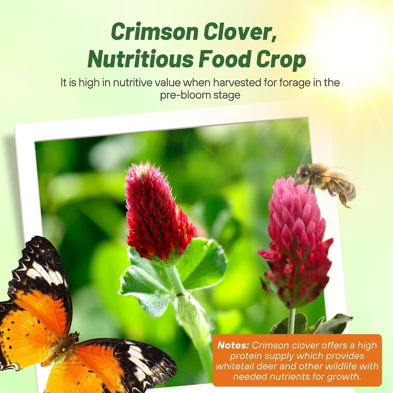 Crimson Clover Seeds – 10 Lbs. Annual, Nitrocoated, & Inoculated