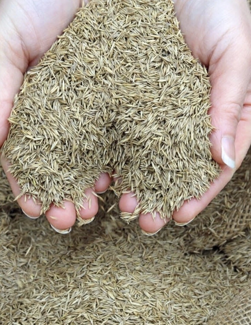 Barenbrug 16205 Kentucky 31 Tall Fescue Grass Sun or Shade Grass Seed 5 lb