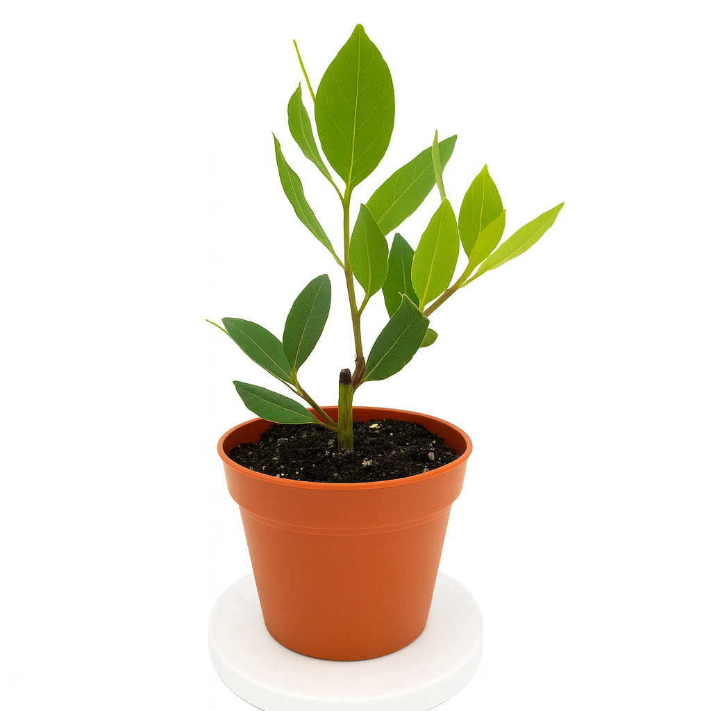 Laurus nobilis – ‘Bay Leaf Tree’ – Bay Laurel or Sweet Bay, 5 Gallon Ready