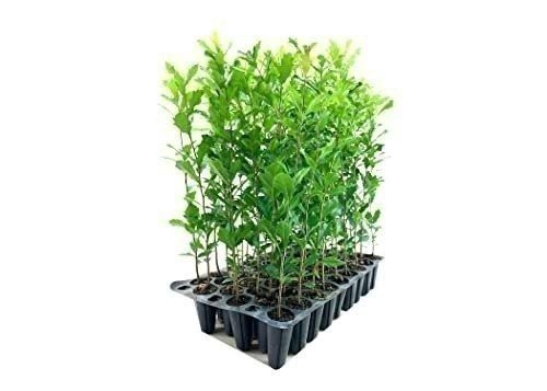 Southern Live Oak Tree | 2 Inch | Quercus virginiana | Low Maintenance | Hardy