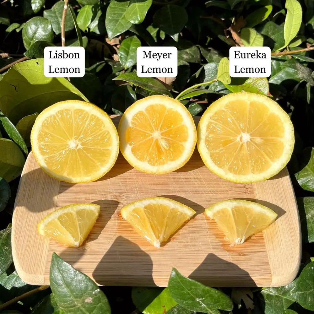 3 Container Meyer Lemon Semi Dwarf Evergreen Tree