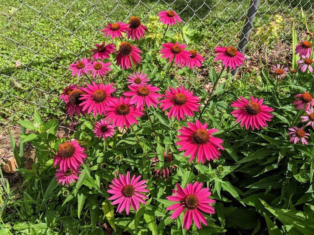 Echinacea, FATAL ATTRACTION Coneflower – 2 PLANTS