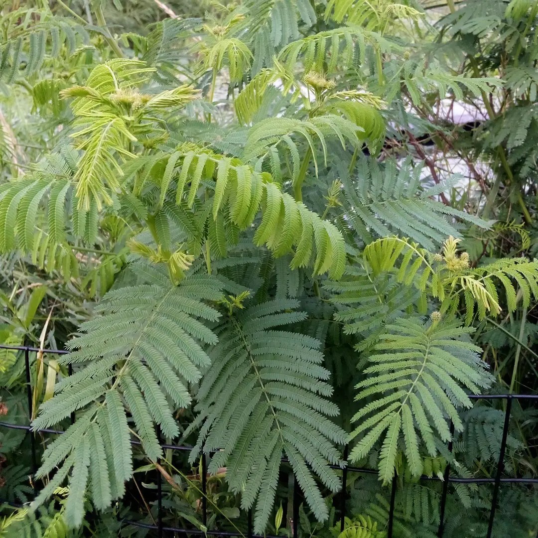 Legume and Grass Companion Plant Mix – Acacia, Desmanthus, Phalaris