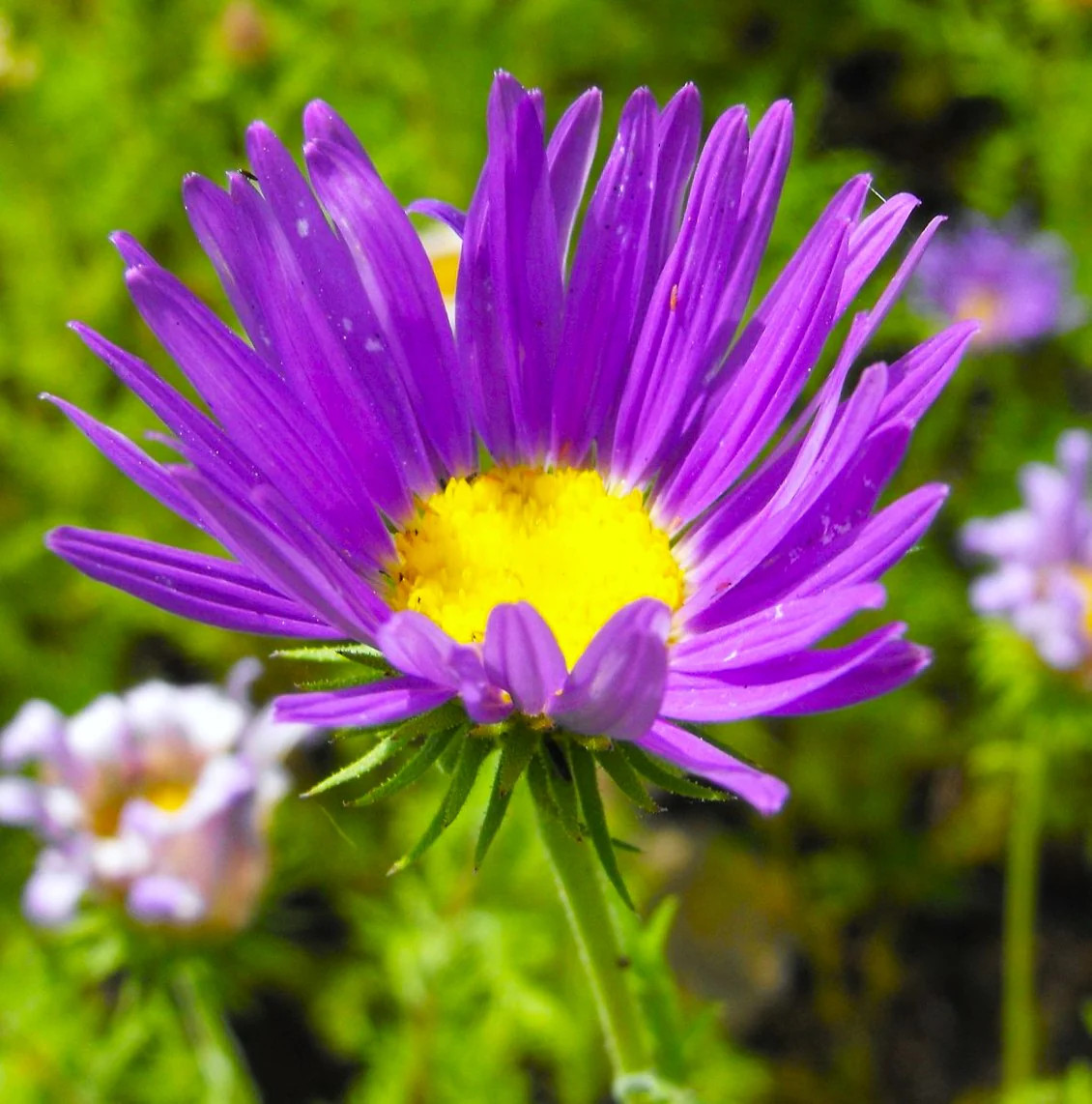 Tahoka Daisy Seeds | Purple Prairie Tansy Leaf Aster Wildflower Flower Seed 2025