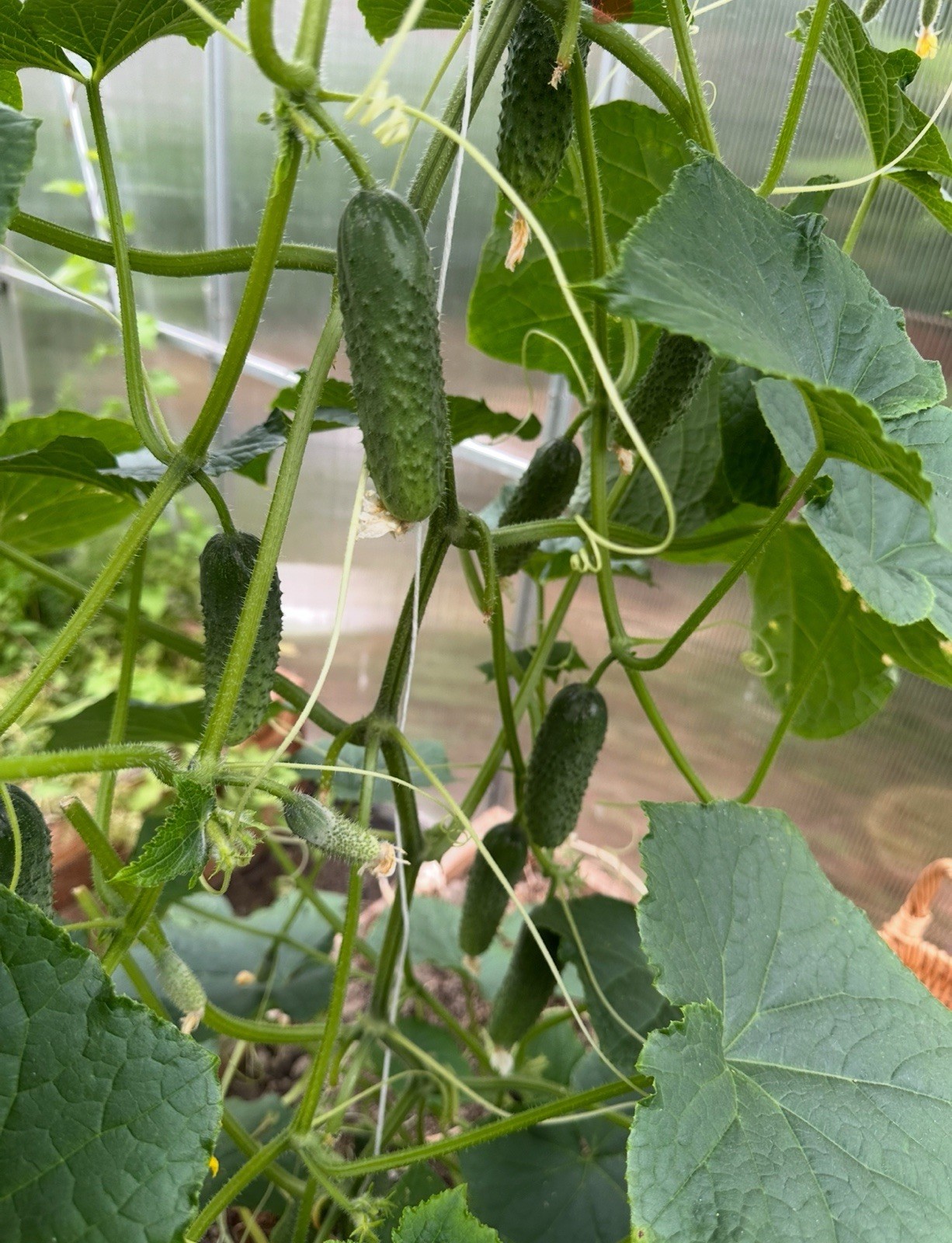 10 Seeds Cucumber Amour F1 ORIGINAL Bejo Zaden Netherlands семена огурец Amur