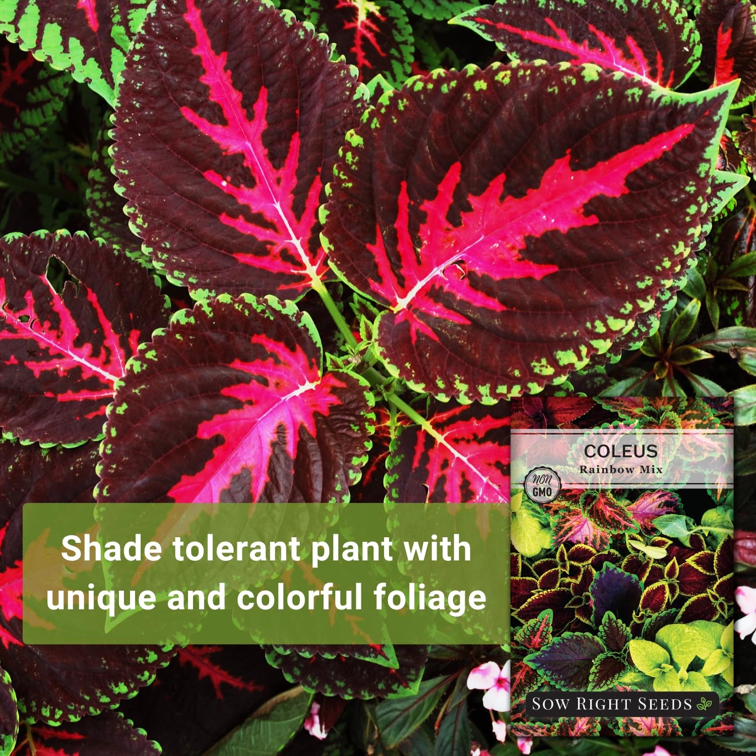 Sow Right Seeds – Rainbow Coleus for Planting 1 Standard Packet, mix