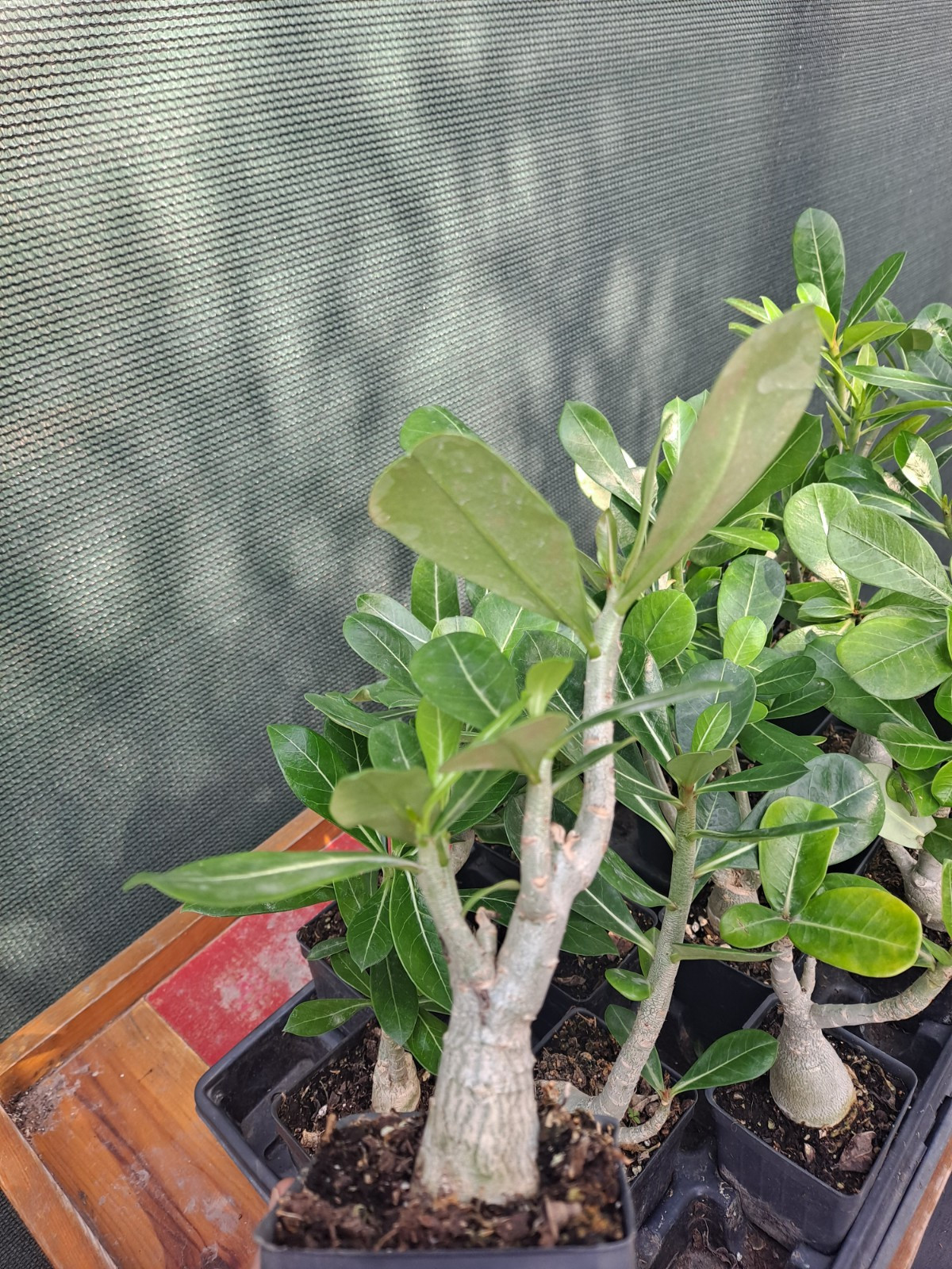 1 Adenium Obesum desert rose seedling Rosa Del Desierto US SELLER