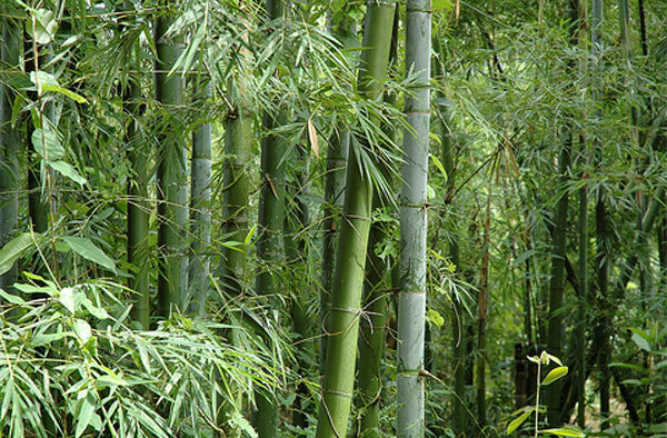 Bambusa bambos 15 Seeds, Giant Indian Thorny Bamboo, Bambusa arundinacea