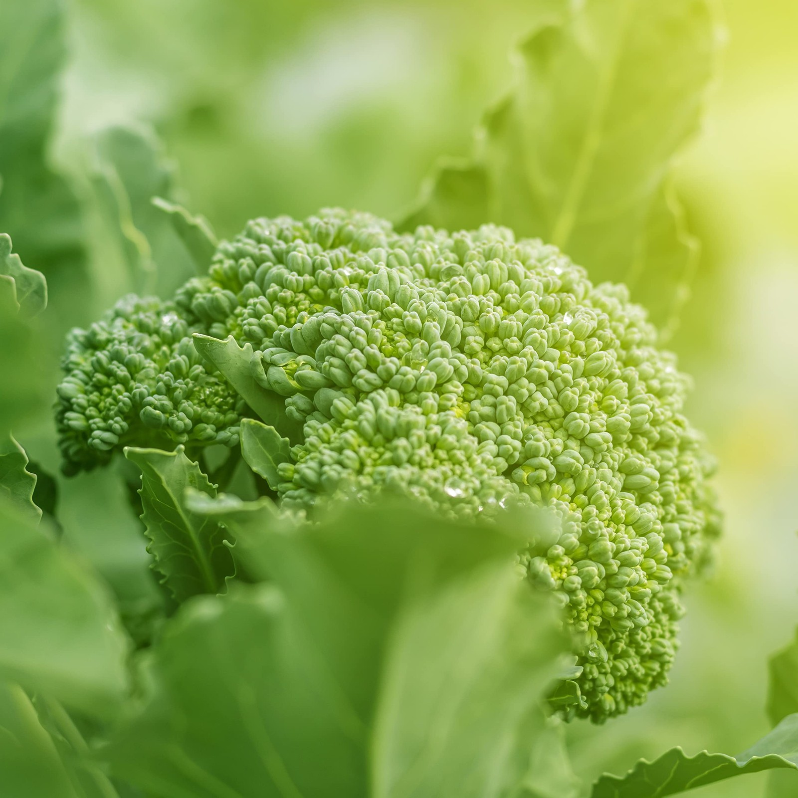 Purely Organic Broccoli Seeds (Waltham 29) – Approx 750 – USDA Green