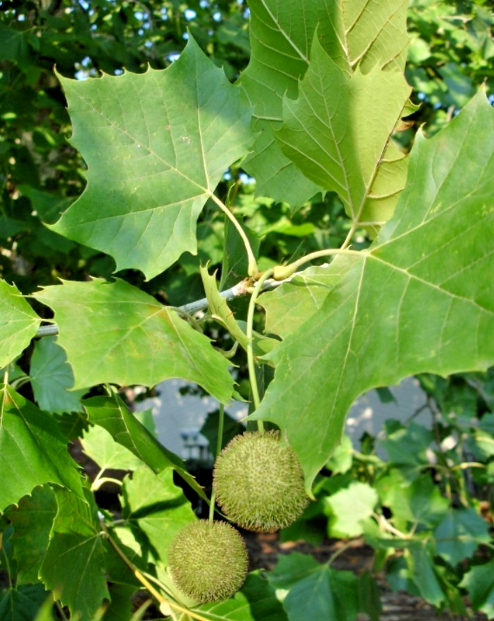 American Plane Tree – 6-12″ Tall – 4″ Pot – Platanus Occidentalis