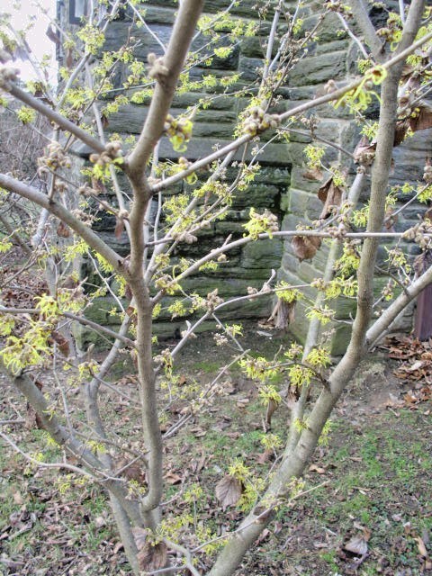 10 PALLIDA WITCH HAZEL SEEDS – Hamamelus mollis “Pallida”