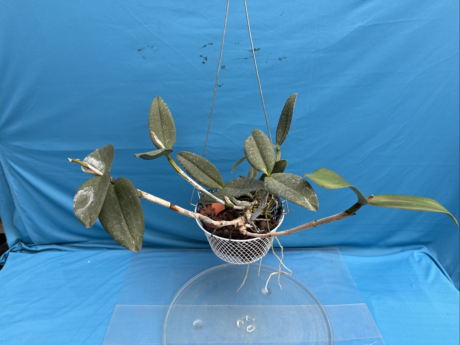 Cattleya Mareeba Tiger ‘Kylo Ren’ AM X ‘Darth Sidius’ AM Orchid Eros 9” Basket