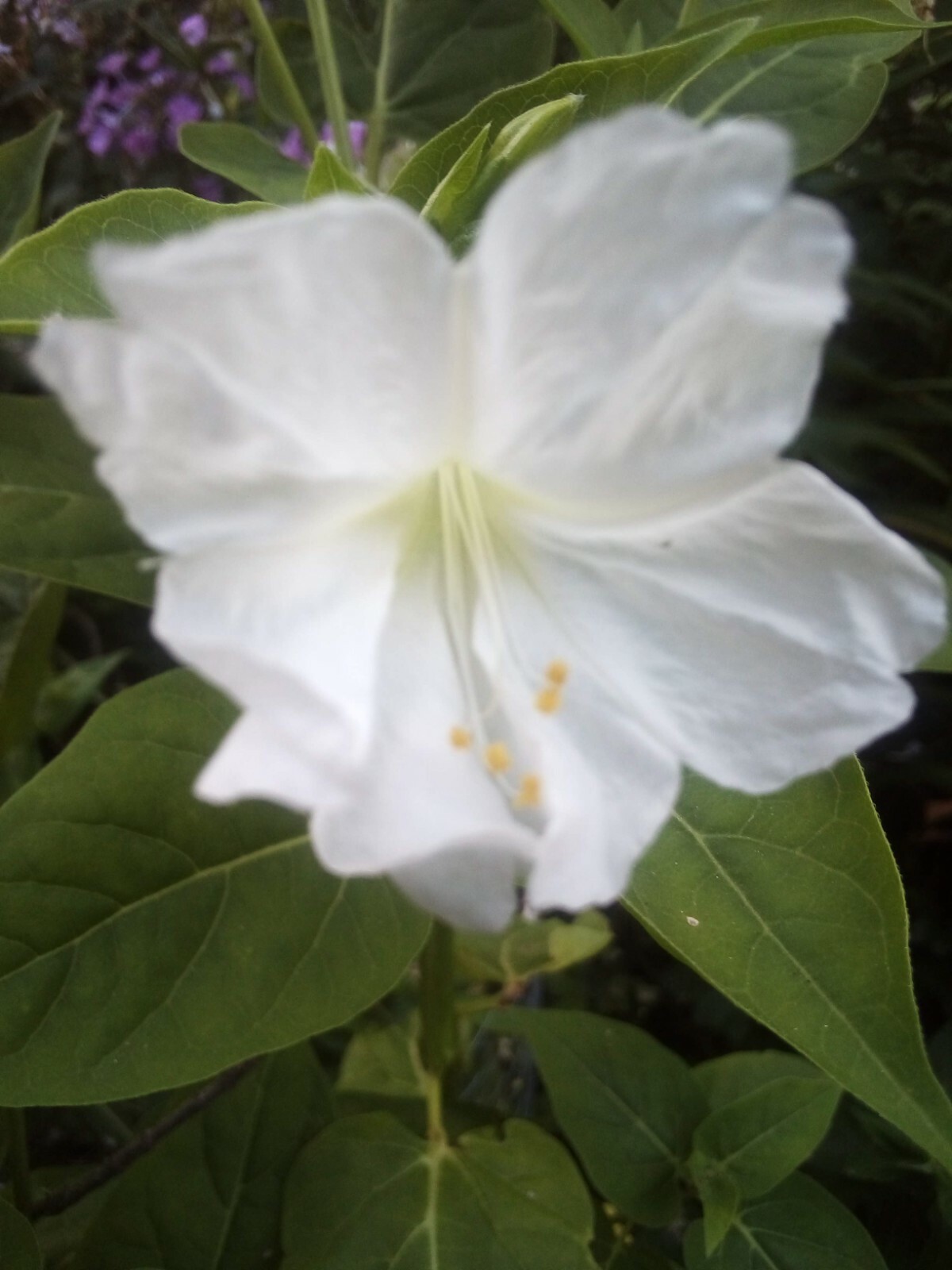 5 SEEDS WHITE FOUR O’ CLOCK MIRABILIS JALAPA