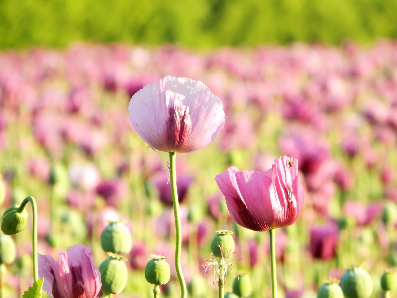 200 AFGHAN RESELECTED Blue POPPY Mixed Colors Papaver Pink Purple Flower Seeds