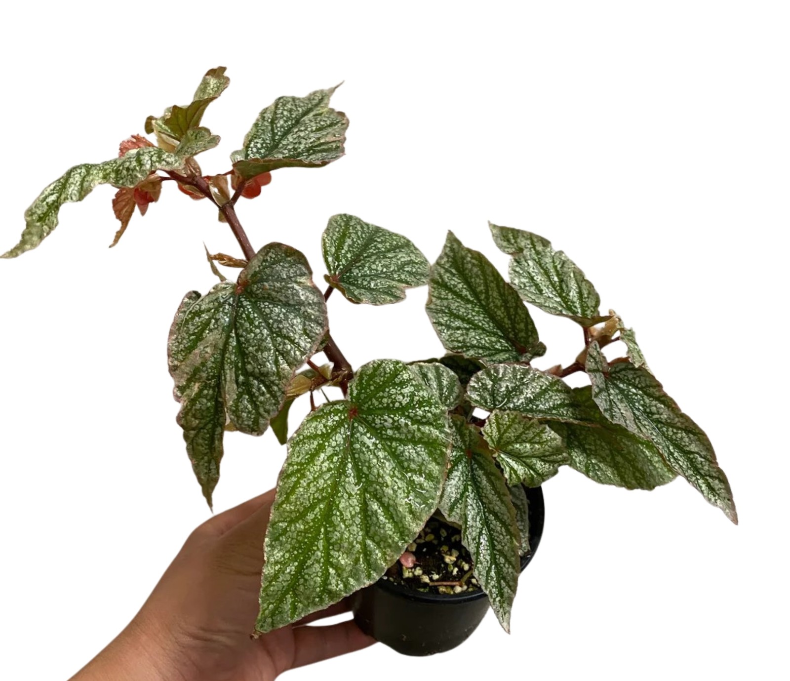 Angel Wing Begonia Frosty Indoor Live Plant Polka Dot Foliage Easy Care