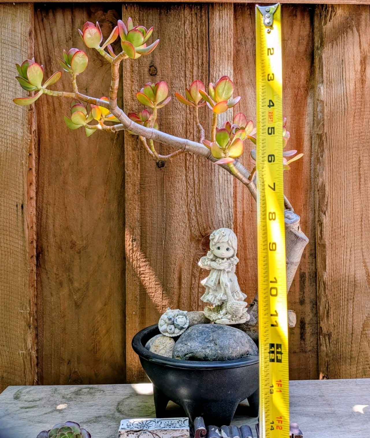 Jade Plant Thick Trunk Desktop Non Drilled Hole Bonsai @Door Pickup Zip Is 94538